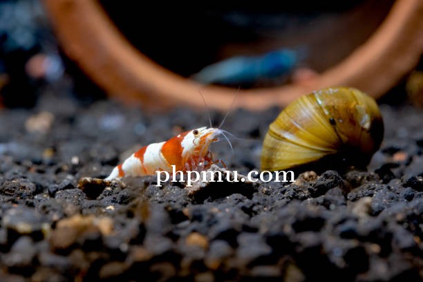 Kondisi Air yang Cocok untuk Udang dan Siput Akuarium
