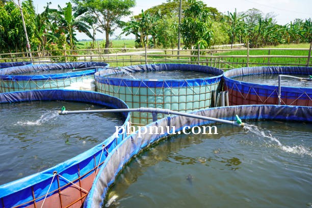 Cara Menghitung Kebutuhan Terpal Kolam Bulat untuk Kolam Besar
